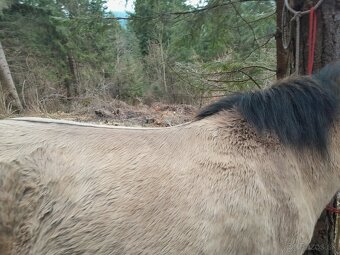 Westernove sedlo circle y - 2