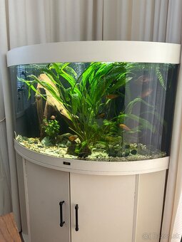 Akvárium Juwel trigon 190l - 2