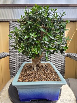 Bonsai Olivovnik Europsky - 2