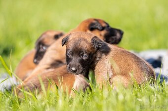 Belgický ovčiak Malinois s PP - 2