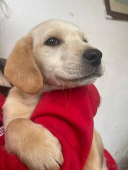 Darujem labradora - 2