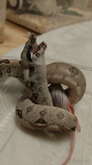 Boa Constrictor - 2