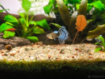 Gupky blue dragon - 2