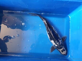 Koi kapre - 2