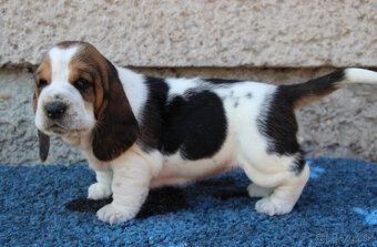 Basset hound - šteniatka s PP po importovaných rodičoch - 2