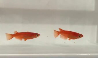 medaka japonská - oryzias latipes - 2