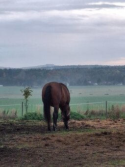 Valach paint , 8 let - 2