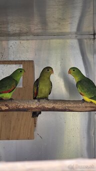 Cervenokridly papagáj - 2