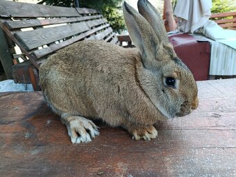 Predám králiky - 2