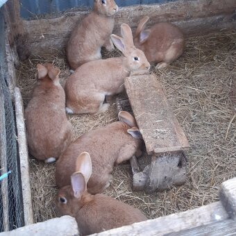 Burgundské samice - 2