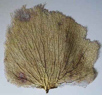 Gorgonia flabellum, žlutá, nádherná - 2