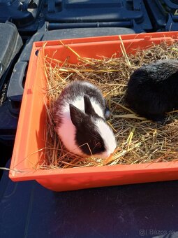 Zakrsli zajačik - 2