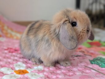 Predám mláďatká králika barančeka - 2