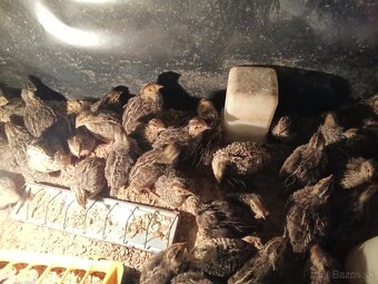 Japonske prepelice - 2