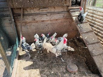 predám nasadove vajicka - 2