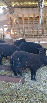 Predam zwartbles - 2