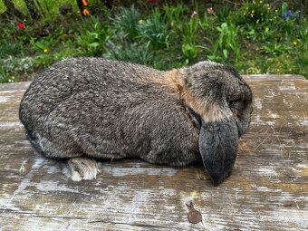 Francuzsky baran - 2