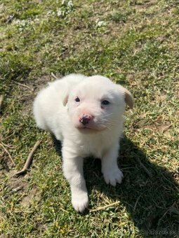 Darujem šteniatko - 2