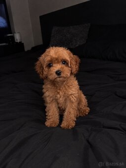 Cavapoo - 2