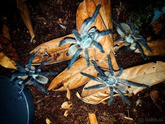 Pavúk, Vtáčkar , Tarantula , Monocentropus balfouri - 2