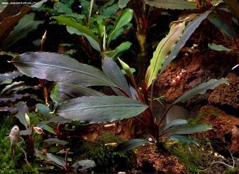 Bucephalandra Ulysses - 2