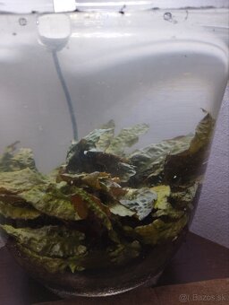 Bezúdržbové akvarium - 2