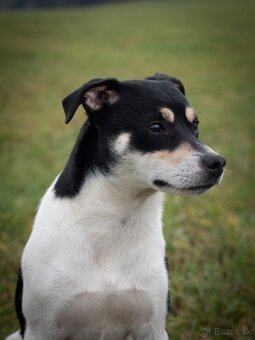 Jack Russell Terier - parson - ponuka na krytie - 2