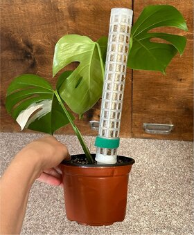 Monstera albo variegata revert - 2