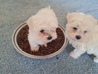 Mini maltezak - 2