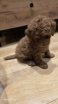 Trpasličí pudel - 2