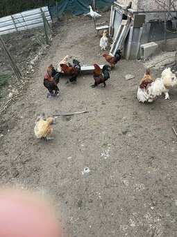 Liliputky kohúty - 2