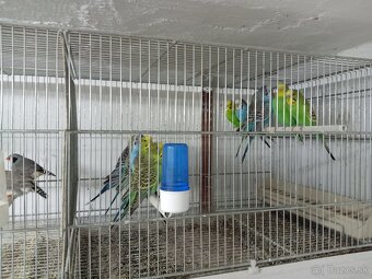 Andulky a Zebricky - 2