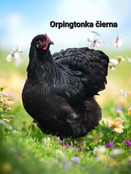 Kuriatka ORPINGTONKA ČIERNA - 2