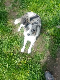 Border kólia, bordel collie, Blue merle - 2