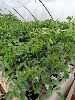 Priesady/planty papriky, rajčín a zeleru - 2