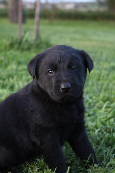 Šteniatka labradora k rezervácii - 2