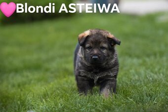 Nemecký ovčiak sučka s PP - 2