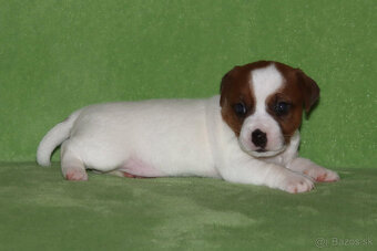 štěňata Jack Russell teriéra s PP - 2