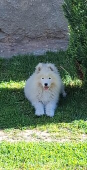Samojed - 2