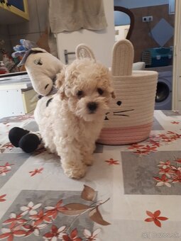Maltipoo - 2