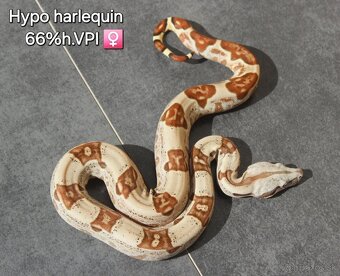 Boa constrictor "Harlequin" - 2