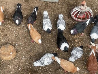 Slovenský hrvoliak - 2