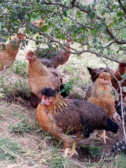 NV zelené green shell - 2