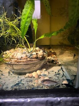 Neocaridina blue dream - 2