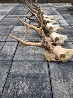 Parozie, trofej, parohy,trofeje - 2