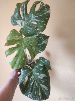 Monstera Thai - 2