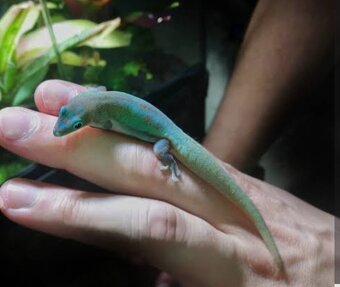 Phelsuma Laticauda blue line 0.0.3 - 2