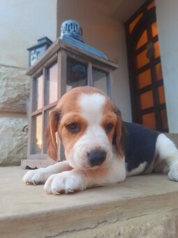 Beagl, beagle, bigl - 2