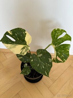 Monstera albo - 2