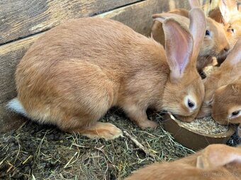 Predám burgundské králiky – čistokrvné 🐰 - 2
